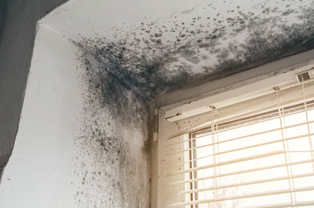 Trusted Attic Mold Removal service in Ambler, PA - Cheap Mold Removal