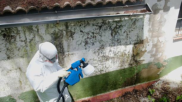 Trusted Black Mold Removal service in Ambler, PA - Cheap Mold Removal
